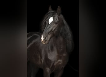 Cruzado, Castrone, 10 Anni, 153 cm, Morello