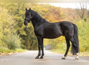 Cruzado, Castrone, 10 Anni, 154 cm, Morello