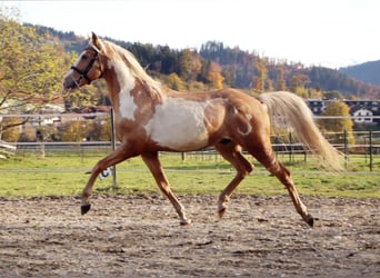 Cruzado, Castrone, 10 Anni, 155 cm, Overo-tutti i colori