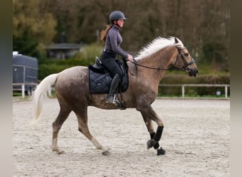 Cruzado, Castrone, 10 Anni, 157 cm, Palomino