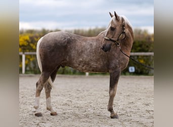 Cruzado, Castrone, 10 Anni, 157 cm, Palomino