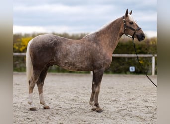 Cruzado, Castrone, 10 Anni, 157 cm, Palomino
