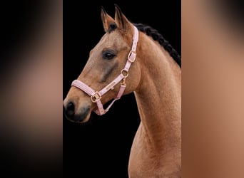 Cruzado, Castrone, 10 Anni, 162 cm