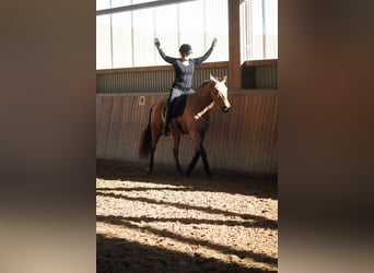 Cruzado, Castrone, 10 Anni, 162 cm