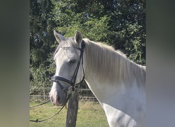 Cruzado, Castrone, 11 Anni, 155 cm, Grigio
