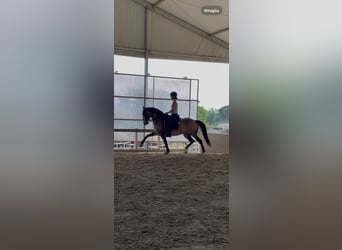 Cruzado, Castrone, 11 Anni, 158 cm, Pelle di daino