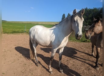 Cruzado, Castrone, 12 Anni, 155 cm, Grigio