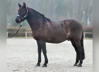 Cruzado, Castrone, 12 Anni, 158 cm, Baio scuro