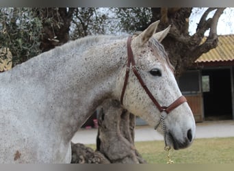 Cruzado Mix, Castrone, 12 Anni, 167 cm, Grigio