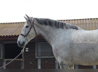 Cruzado Mix, Castrone, 12 Anni, 167 cm, Grigio