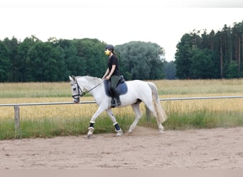 Cruzado, Castrone, 14 Anni, 163 cm, Grigio