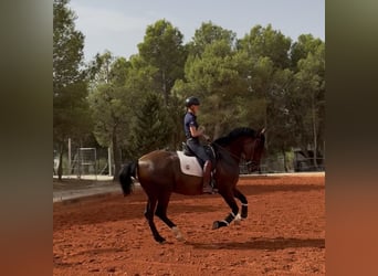 Cruzado, Castrone, 15 Anni, 165 cm, Baio scuro