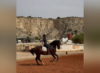 Cruzado, Castrone, 15 Anni, 165 cm, Baio scuro