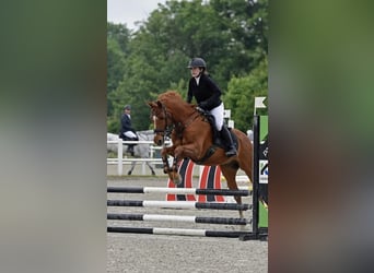 Cruzado Mix, Castrone, 20 Anni, 162 cm, Sauro