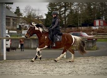 Cruzado, Castrone, 3 Anni, 140 cm, Pezzato