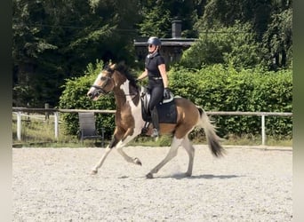Cruzado, Castrone, 3 Anni, 150 cm, Pezzato