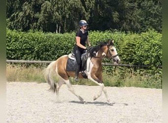 Cruzado, Castrone, 3 Anni, 150 cm, Pezzato