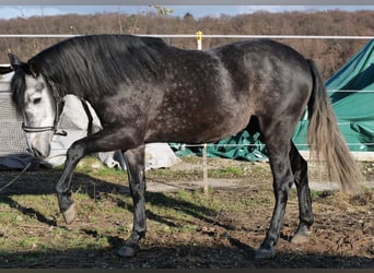 Cruzado Mix, Castrone, 3 Anni, 150 cm, Può diventare grigio