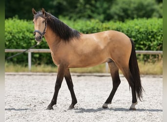 Cruzado, Castrone, 3 Anni, 154 cm, Falbo