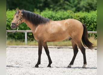 Cruzado, Castrone, 3 Anni, 154 cm, Falbo