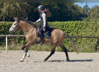 Cruzado, Castrone, 3 Anni, 160 cm, Grigio rossastro