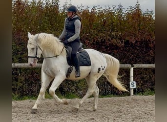 Cruzado, Castrone, 3 Anni, 160 cm, Leopard