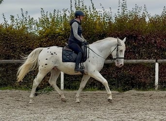 Cruzado, Castrone, 3 Anni, 160 cm, Leopard