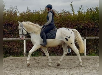 Cruzado, Castrone, 3 Anni, 160 cm, Leopard