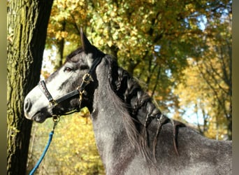 Cruzado Mix, Castrone, 3 Anni, 165 cm, Leardo