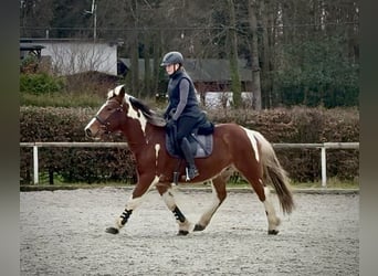 Cruzado, Castrone, 4 Anni, 140 cm, Pezzato