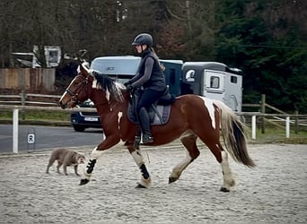 Cruzado, Castrone, 4 Anni, 140 cm, Pezzato