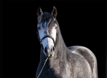 Cruzado Mix, Castrone, 4 Anni, 150 cm, Può diventare grigio