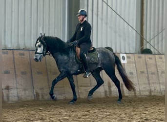 Cruzado, Castrone, 4 Anni, 153 cm, Grigio