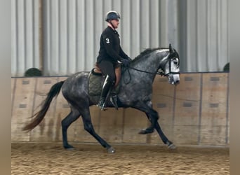 Cruzado, Castrone, 4 Anni, 153 cm, Grigio