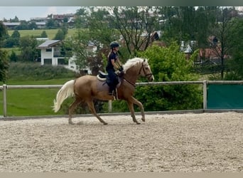 Cruzado, Castrone, 4 Anni, 153 cm, Palomino