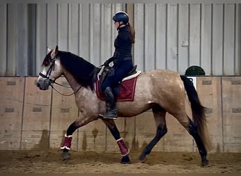 Cruzado, Castrone, 4 Anni, 158 cm, Falbo baio