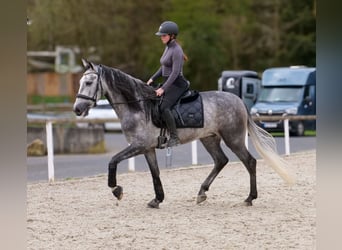 Cruzado, Castrone, 4 Anni, 158 cm, Grigio