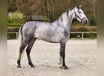 Cruzado, Castrone, 4 Anni, 158 cm, Grigio