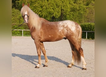 Cruzado, Castrone, 4 Anni, 158 cm, Leopard