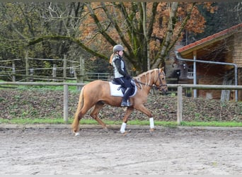 Cruzado, Castrone, 4 Anni, 158 cm, Palomino