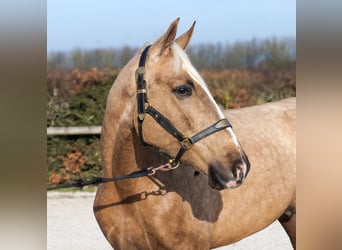 Cruzado, Castrone, 4 Anni, 160 cm, Palomino