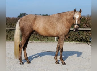 Cruzado, Castrone, 4 Anni, 160 cm, Palomino