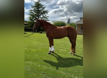 Cruzado, Castrone, 4 Anni, 162 cm, Sauro