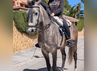 Cruzado, Castrone, 4 Anni, 163 cm