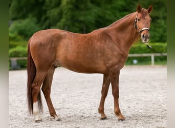 Cruzado, Castrone, 4 Anni, 163 cm, Sauro scuro