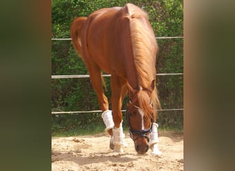 Cruzado, Castrone, 5 Anni, 146 cm, Sauro