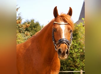 Cruzado, Castrone, 5 Anni, 146 cm, Sauro