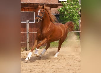 Cruzado, Castrone, 5 Anni, 146 cm, Sauro