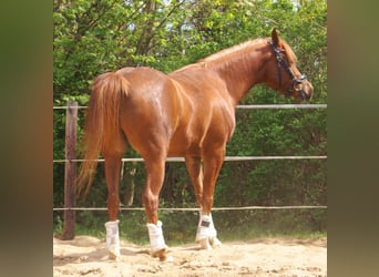 Cruzado, Castrone, 5 Anni, 146 cm, Sauro