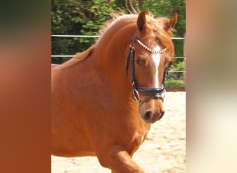 Cruzado, Castrone, 5 Anni, 146 cm, Sauro